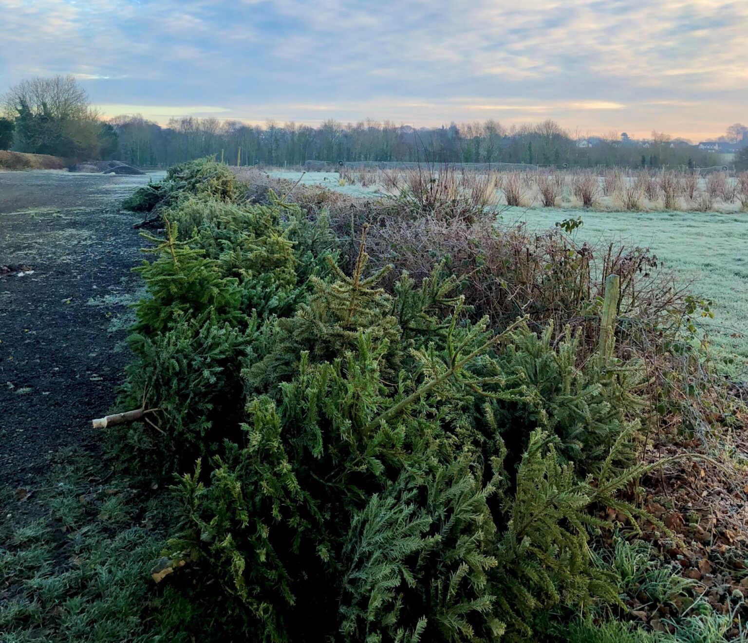Christmas Tree Collection January 2023 Wirral Hospice